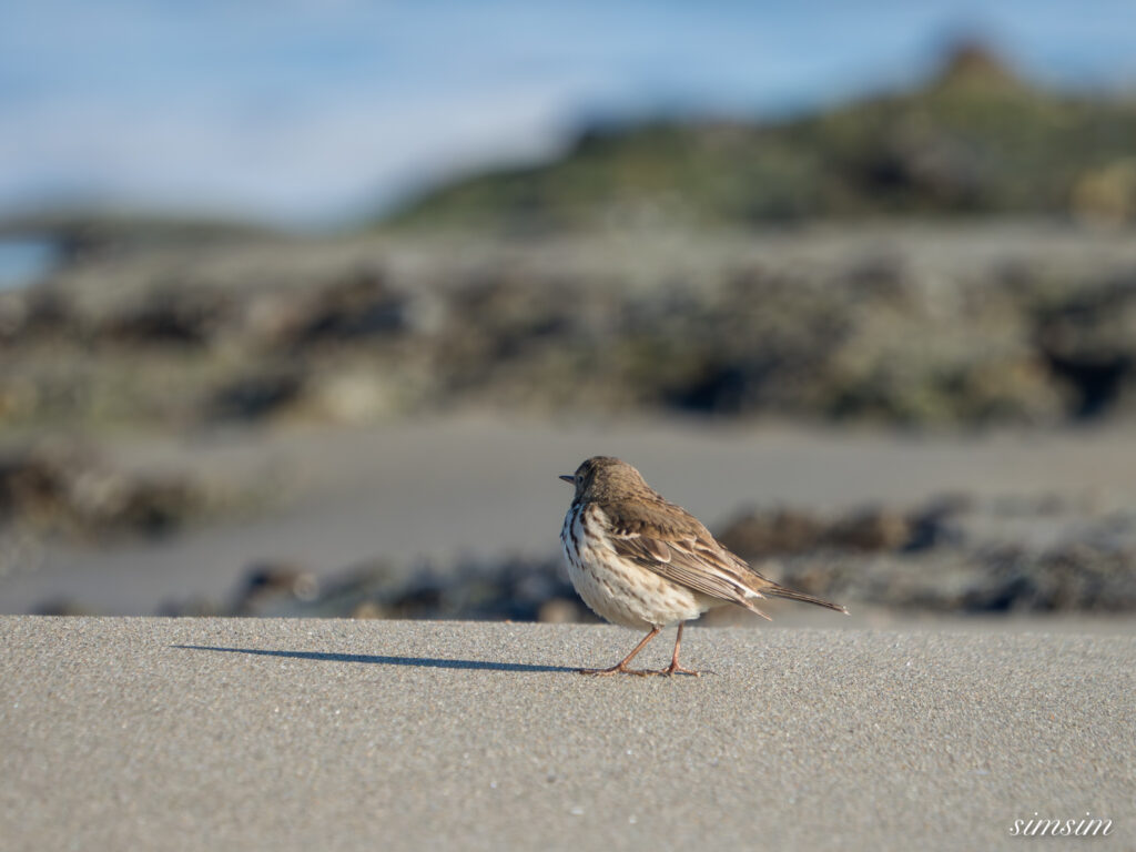大洗海岸 タヒバリ