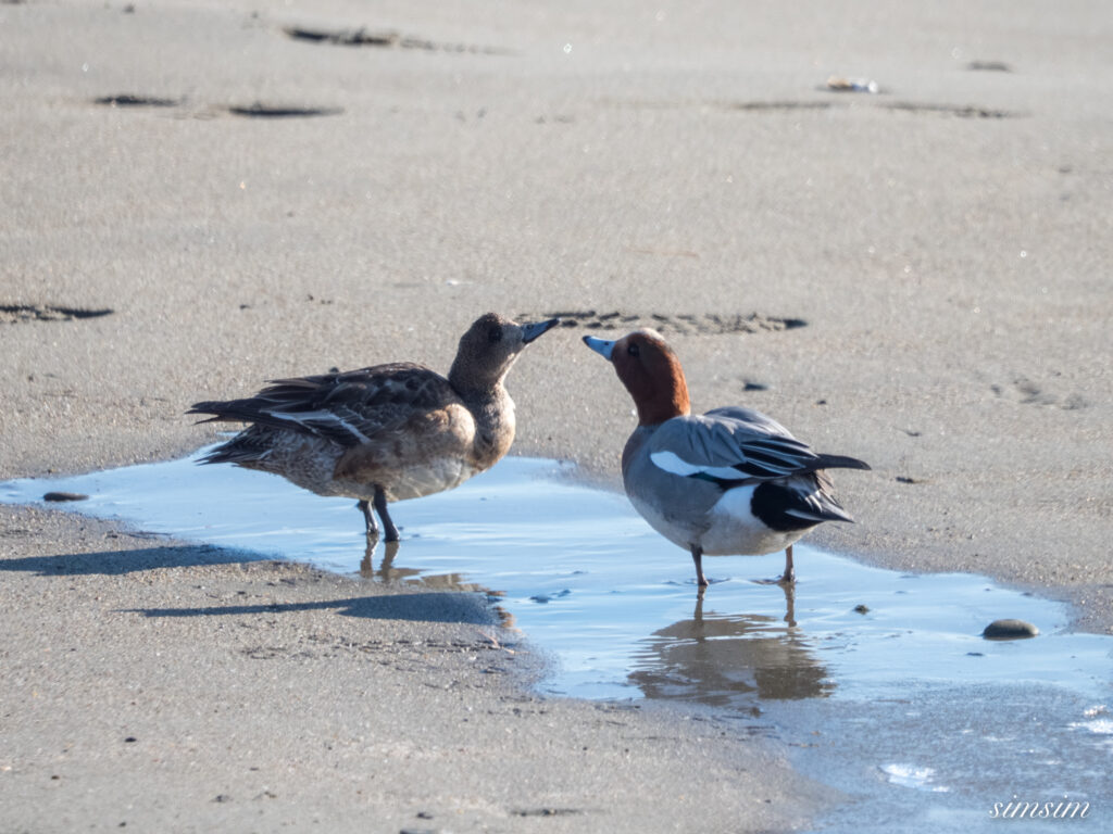 大洗海岸 ヒドリガモ