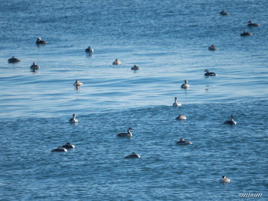 大洗海岸 カンムリカイツブリ