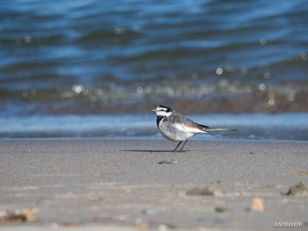 大洗海岸 ハクセキレイ