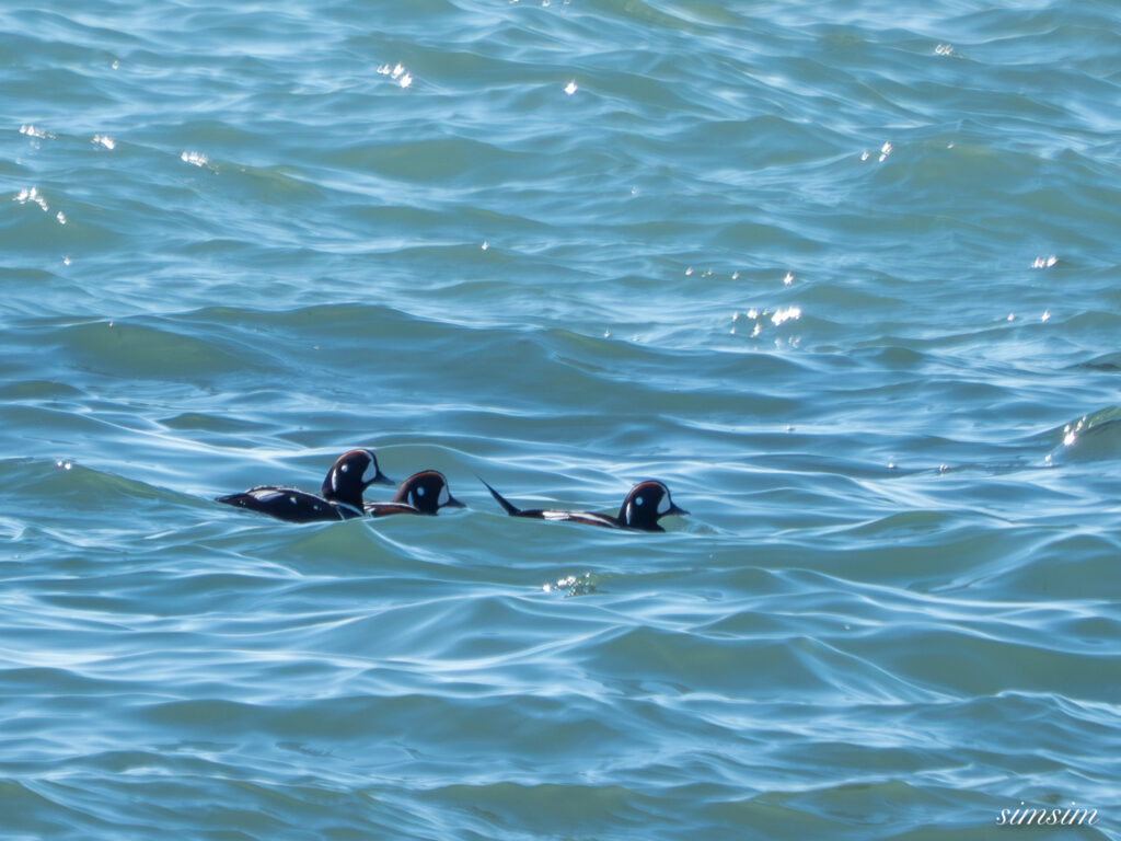 大洗海岸 シノリガモ