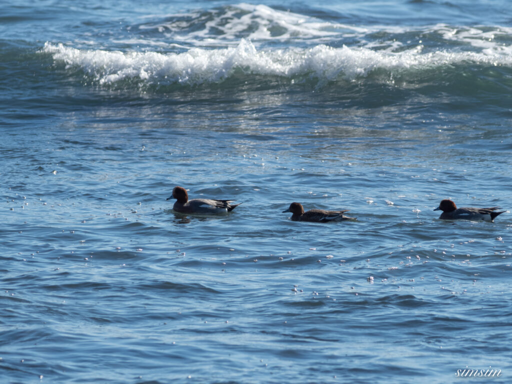 大洗海岸 ヒドリガモ
