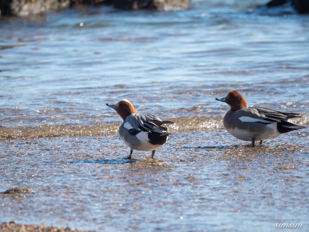 大洗海岸 ヒドリガモ