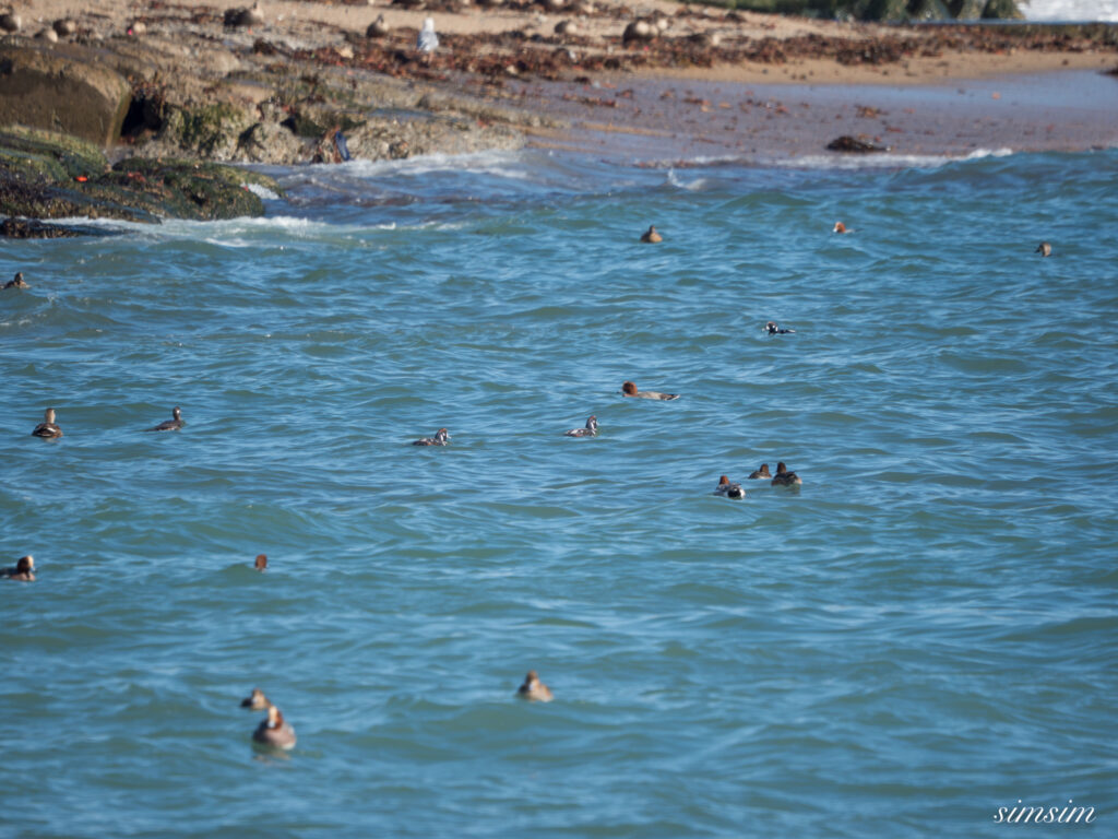大洗海岸 シノリガモ