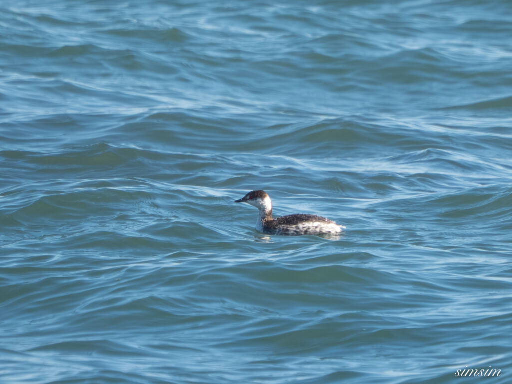 ミミカイツブリ