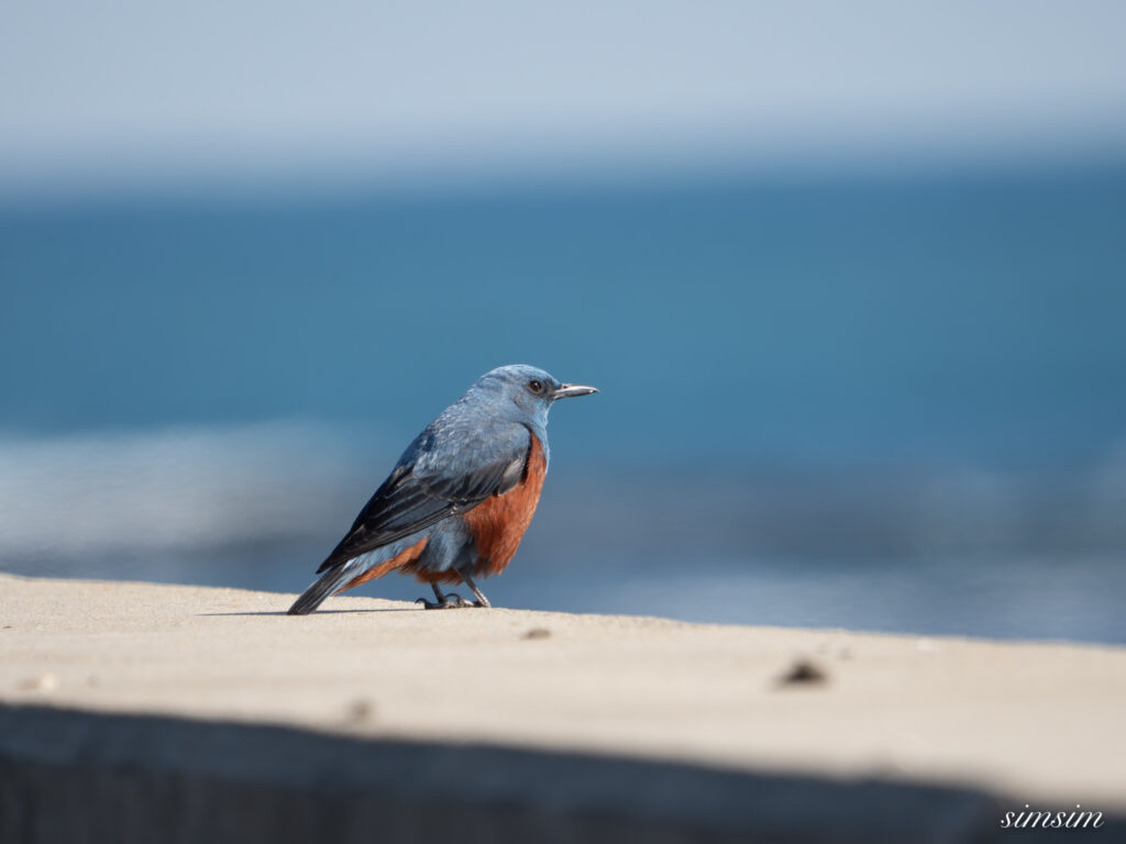 大洗海岸 イソヒヨドリ