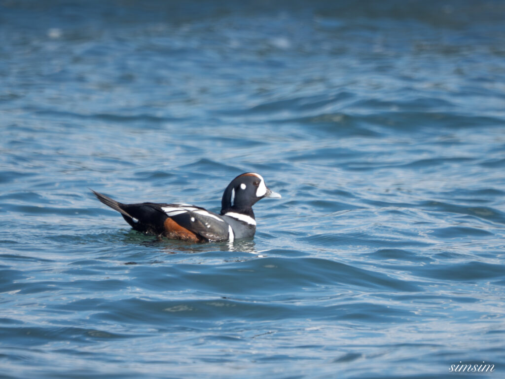 大洗海岸 シノリガモ