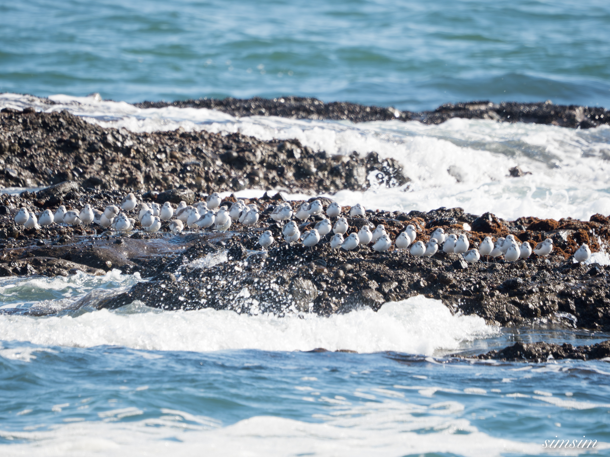 大洗海岸　ミユビシギ