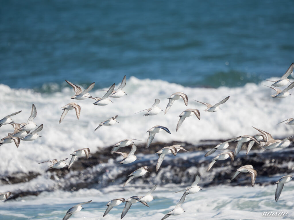 大洗海岸 ミユビシギ