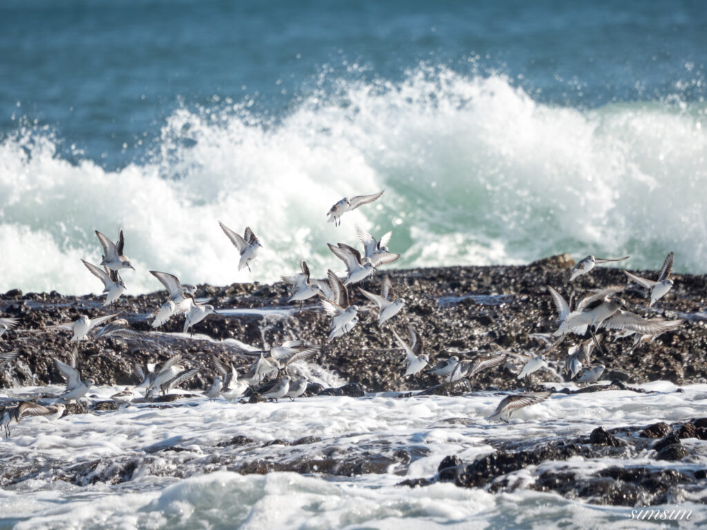 大洗海岸 ミユビシギ