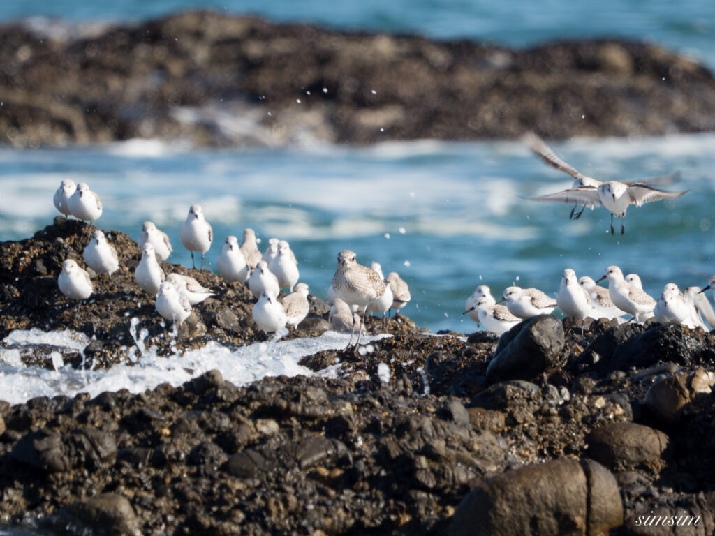 大洗海岸 ダイゼン ミユビシギ