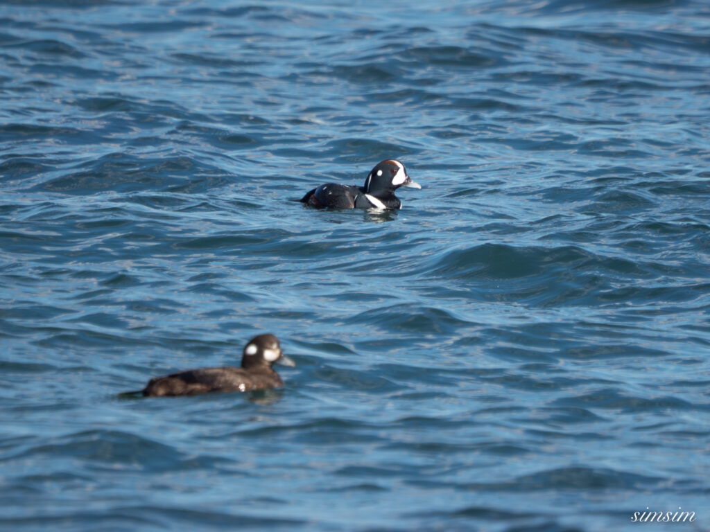 大洗海岸 シノリガモ
