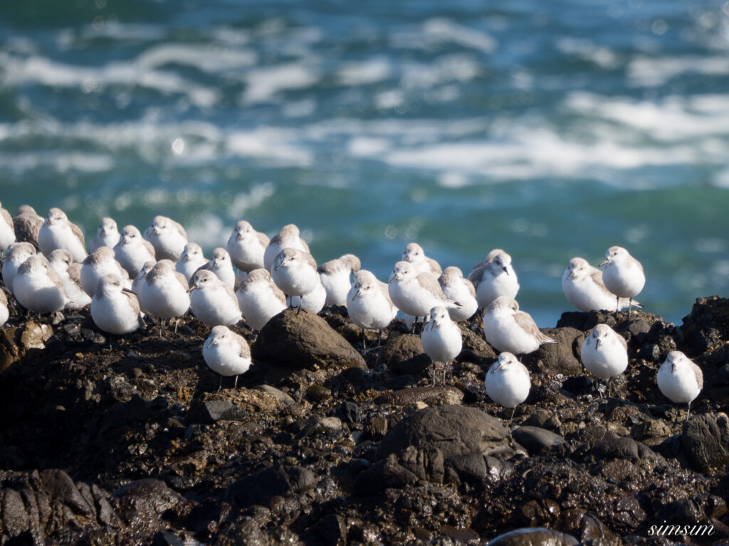 大洗海岸 ミユビシギ