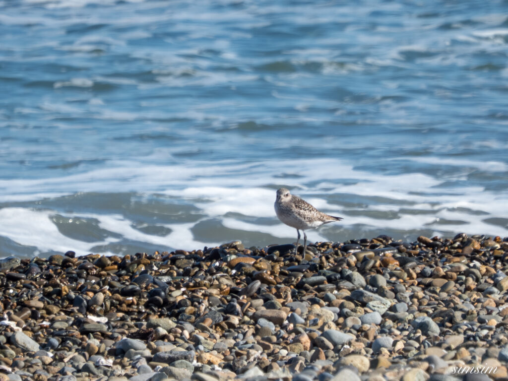 大洗海岸 ダイゼン