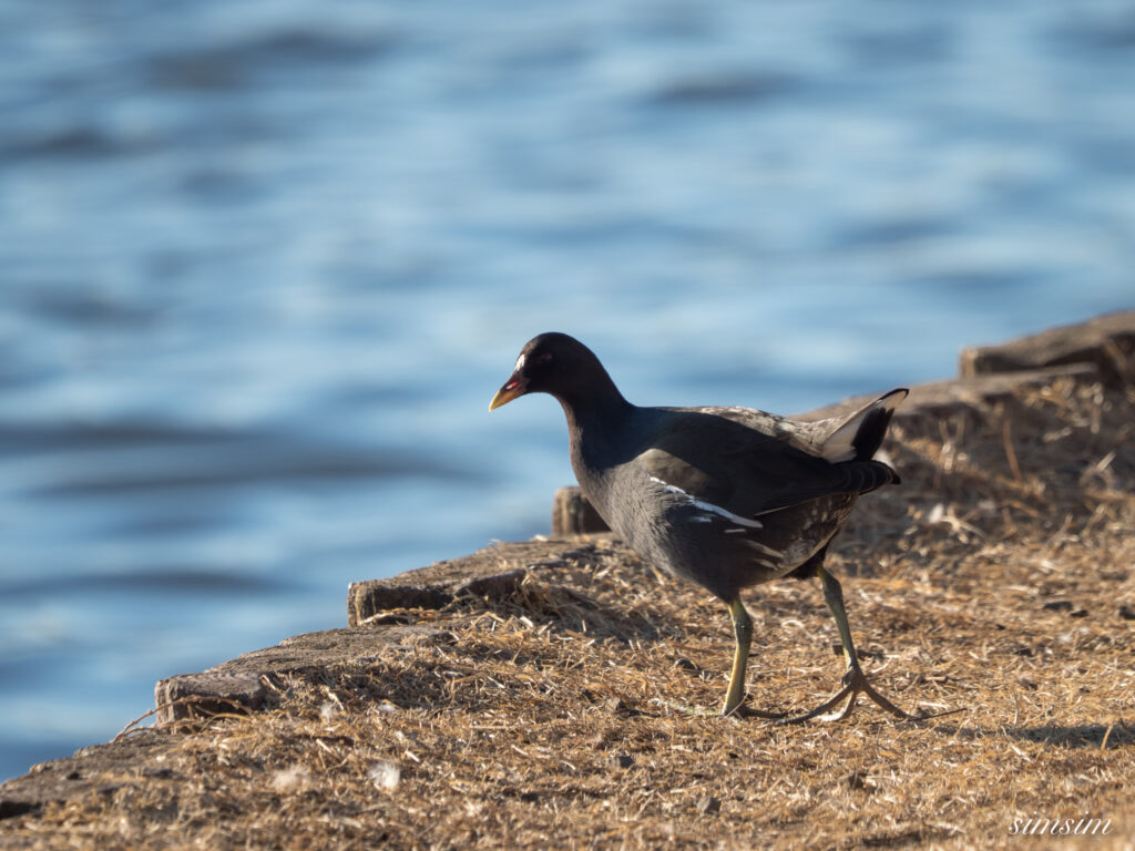 霞ヶ浦 鶴沼公園 バン