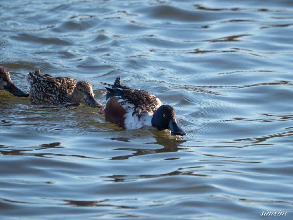 霞ヶ浦 鶴沼公園 ハシビロガモ