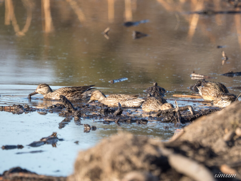 霞ヶ浦 鶴沼公園 コガモ