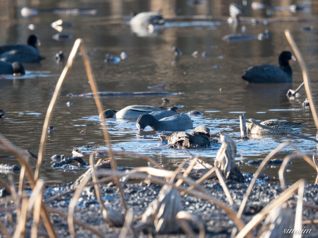 霞ヶ浦 鶴沼公園 オオバン