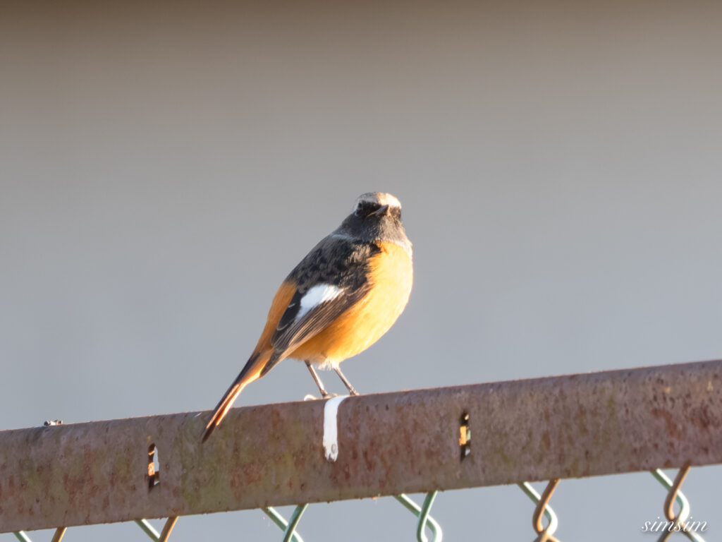 霞ヶ浦 鶴沼公園 ジョウビタキ