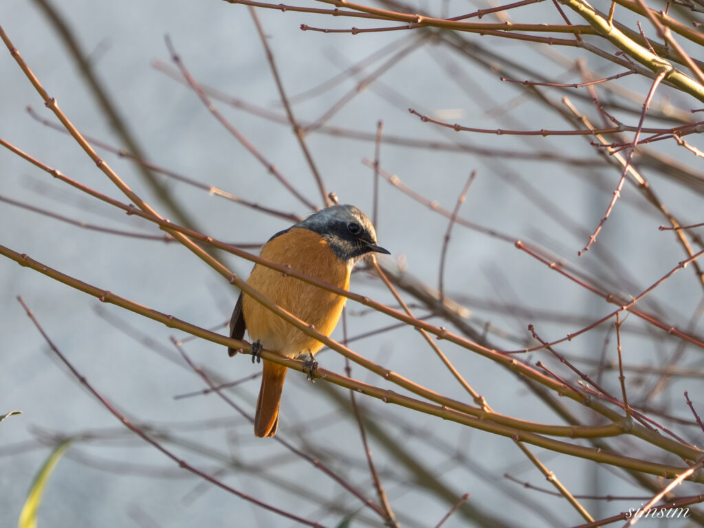 霞ヶ浦 鶴沼公園 ジョウビタキ