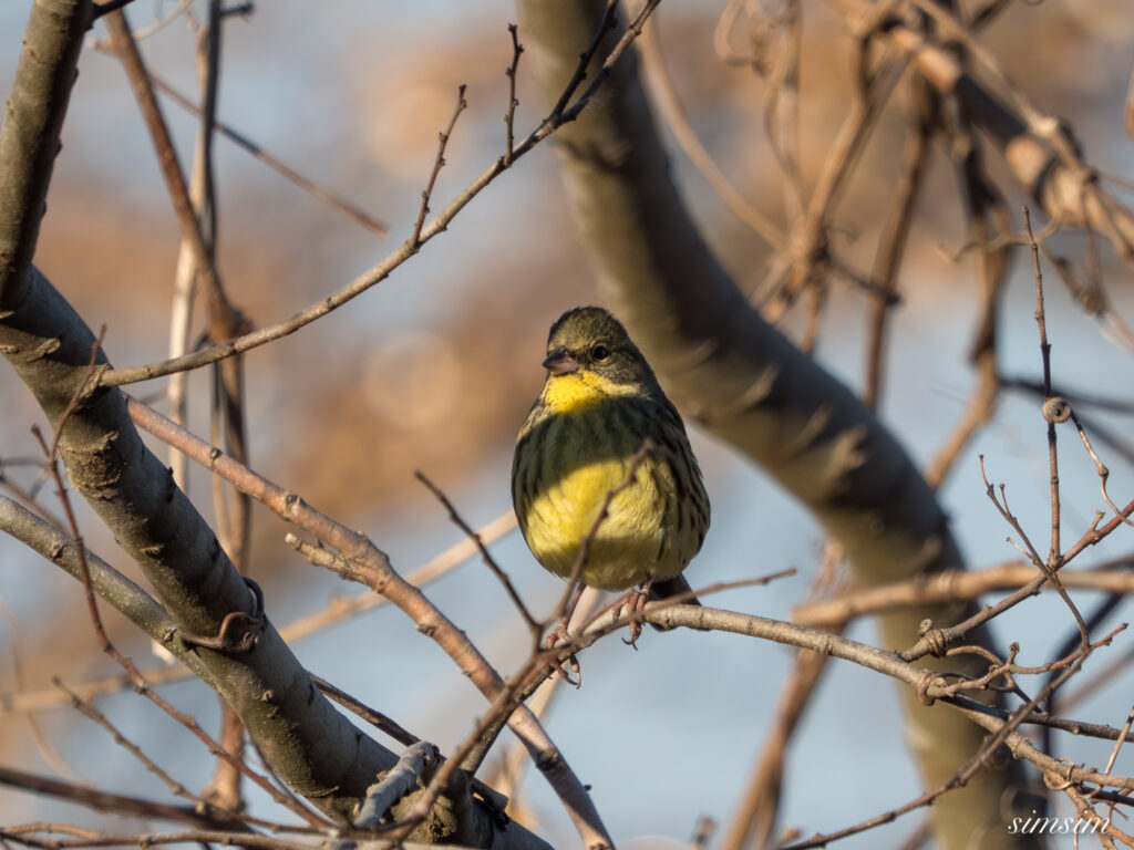 霞ヶ浦 鶴沼公園 アオジ