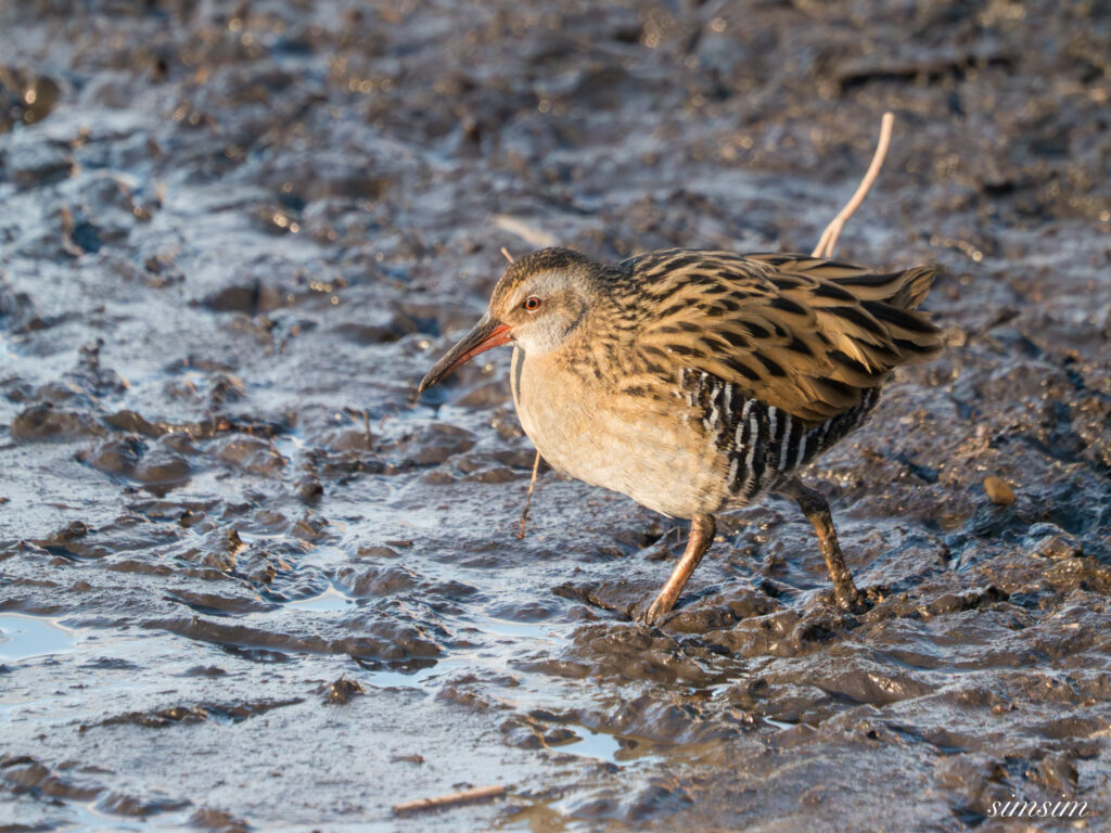 霞ヶ浦 鶴沼公園 クイナ