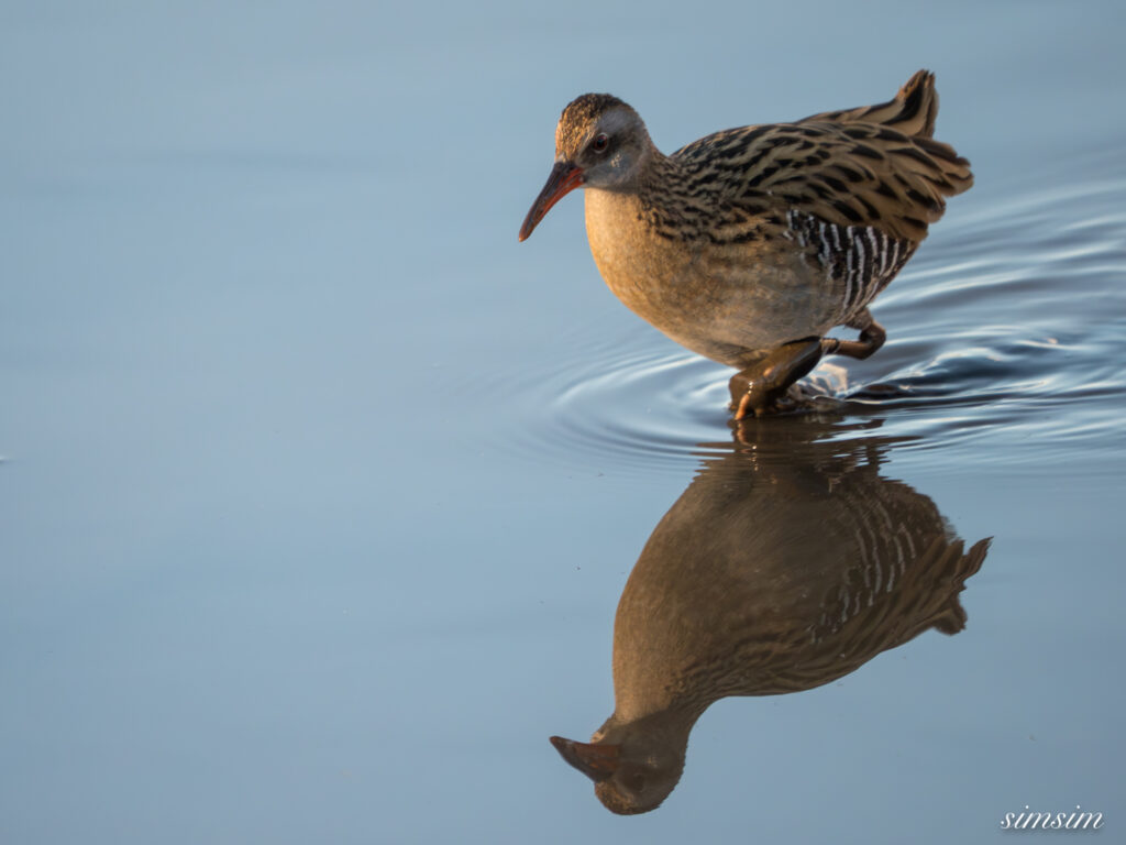 霞ヶ浦 鶴沼公園 クイナ