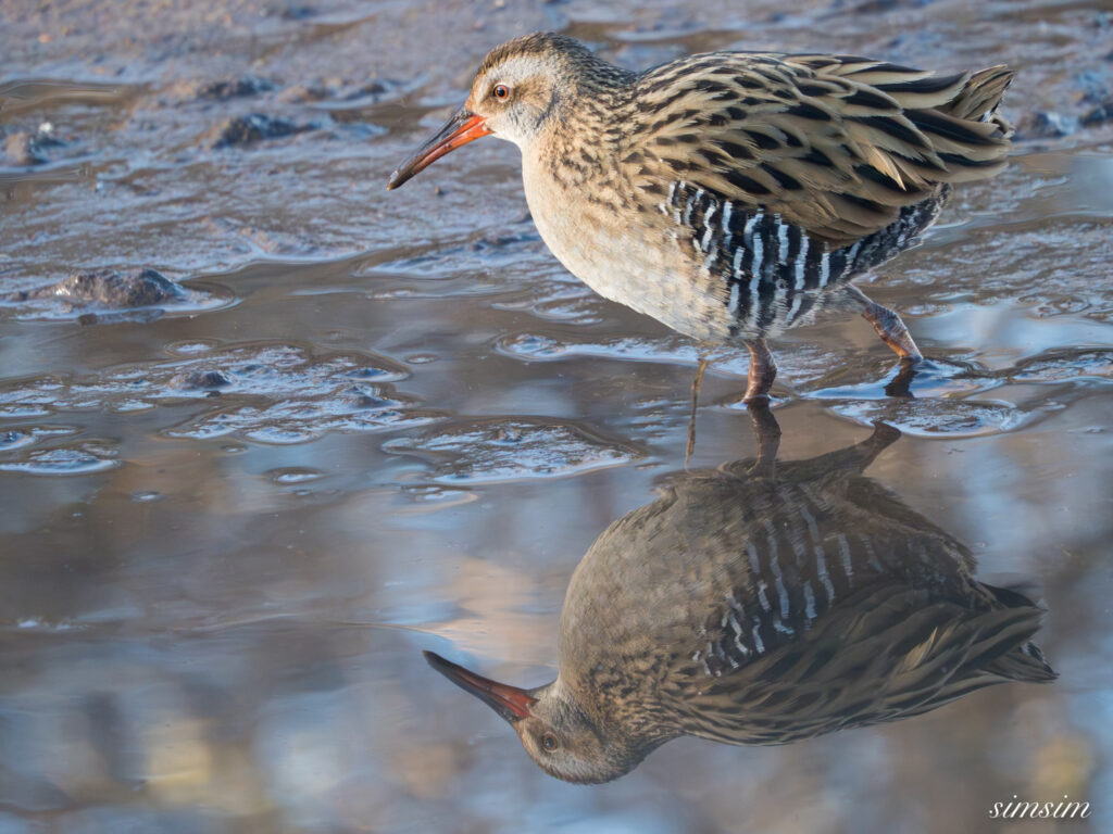 霞ヶ浦 鶴沼公園 クイナ