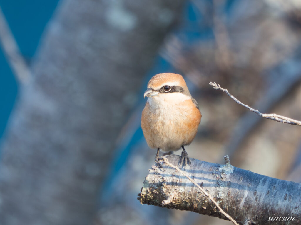 霞ヶ浦 鶴沼公園 モズ