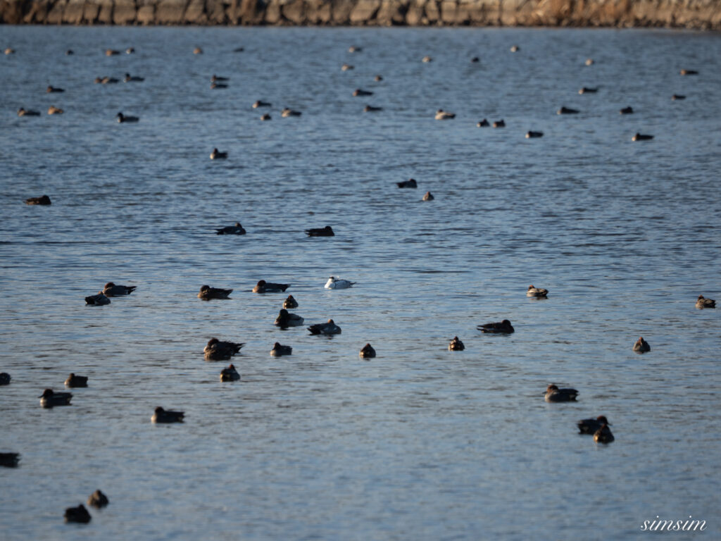 霞ヶ浦 鶴沼公園 ミコアイサ