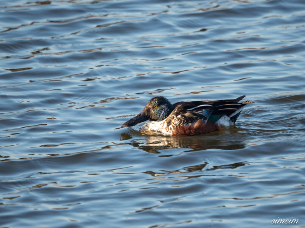 霞ヶ浦 鶴沼公園 ハシビロガモ