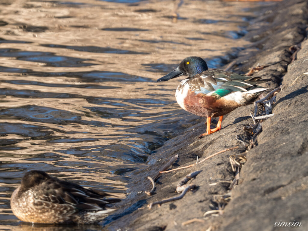 霞ヶ浦 鶴沼公園 ハシビロガモ
