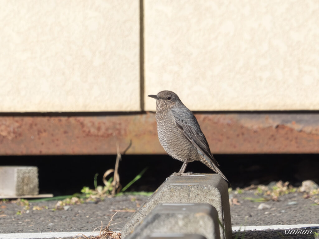 茨城のお山　イソヒヨドリ