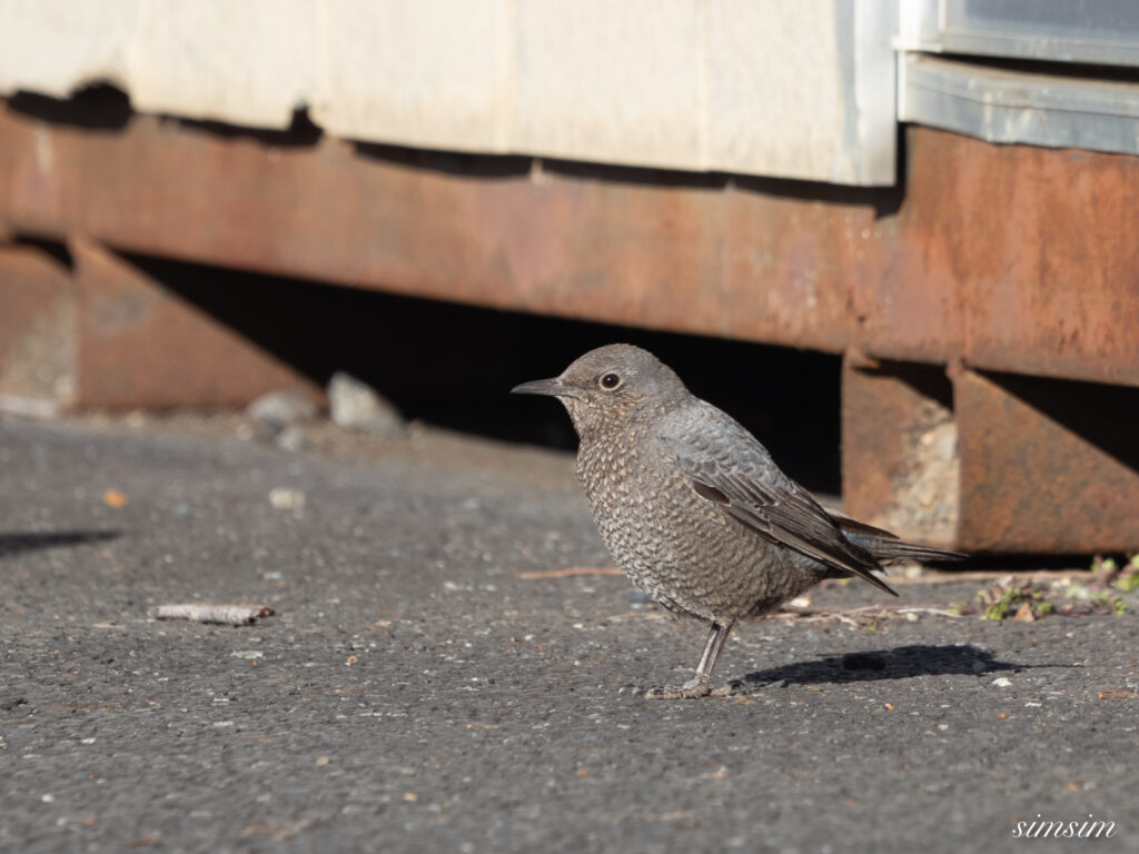 茨城のお山　イソヒヨドリ