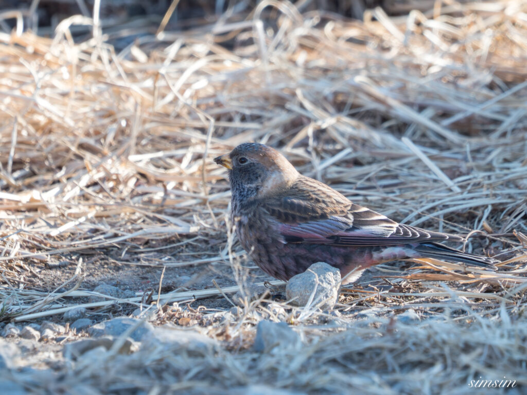 茨城のお山　ハギマシコ