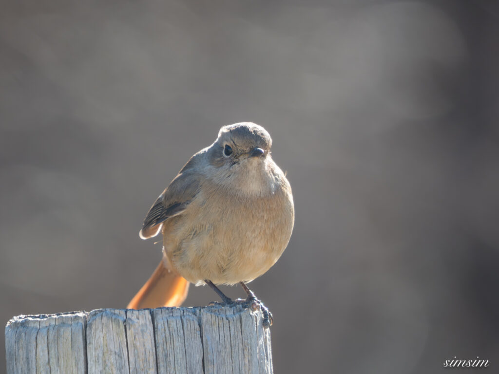 茨城のお山　ジョウビタキ