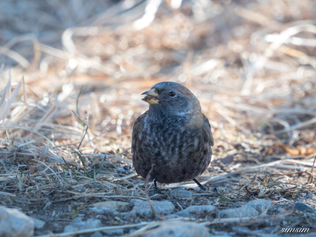 茨城のお山　ハギマシコ