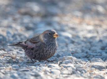 茨城のお山　ハギマシコ