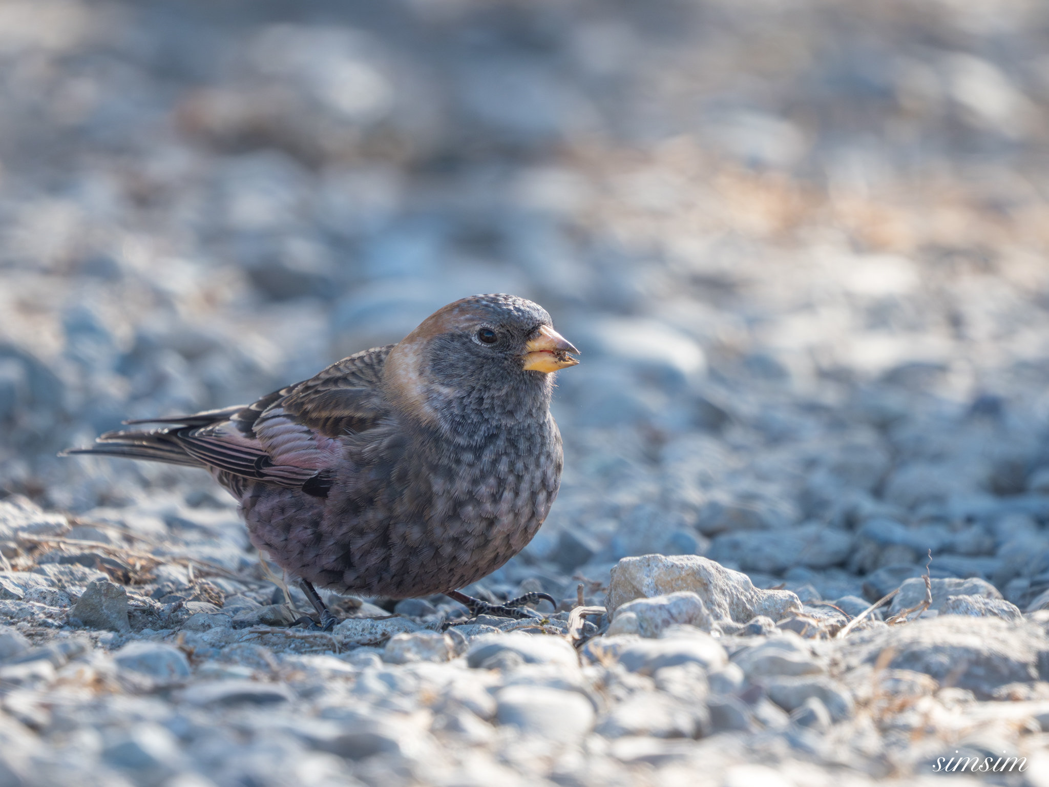 茨城のお山　ハギマシコ