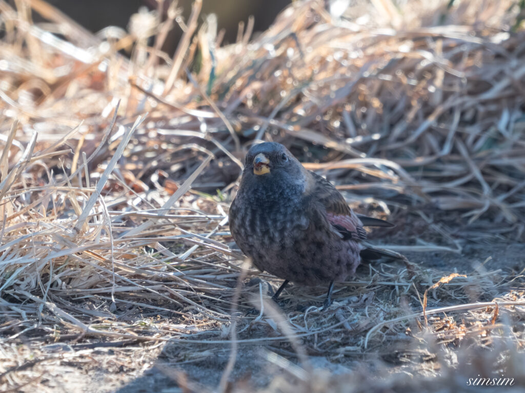 茨城のお山　ハギマシコ