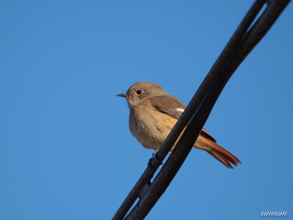 茨城のお山　ジョウビタキ