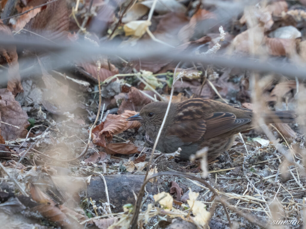 茨城のお山　カヤクグリ