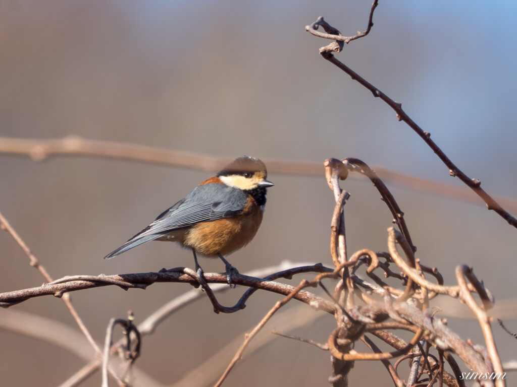 茨城のお山　ヤマガラ