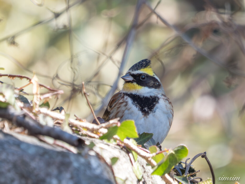 茨城のお山　ミヤマホオジロ