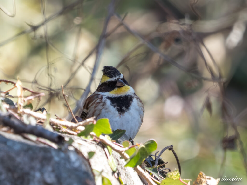 茨城のお山　ミヤマホオジロ