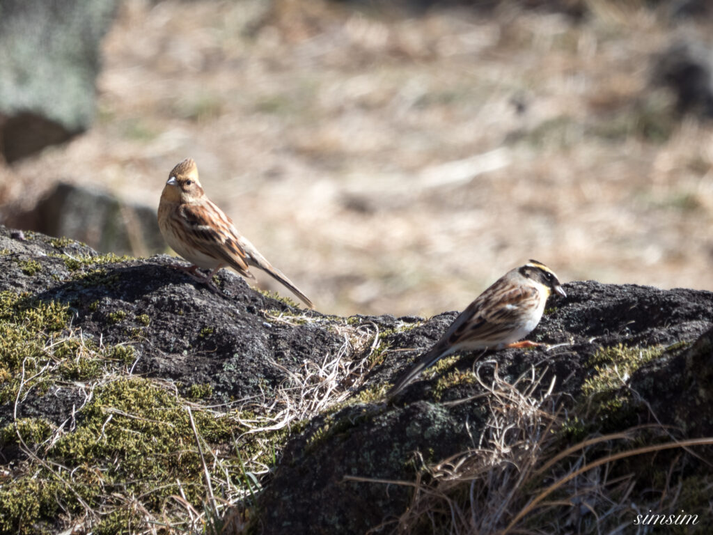 茨城のお山　ミヤマホオジロ