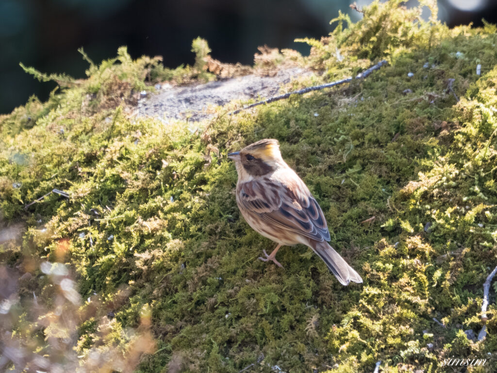 茨城のお山　ミヤマホオジロ
