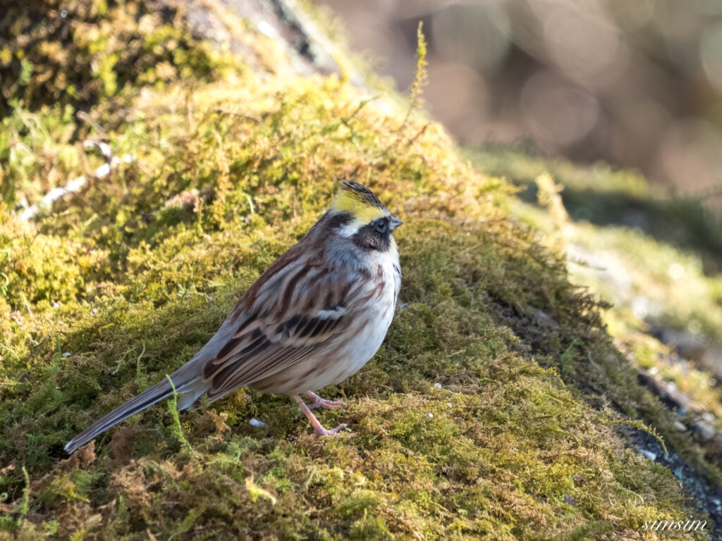 茨城のお山　ミヤマホオジロ