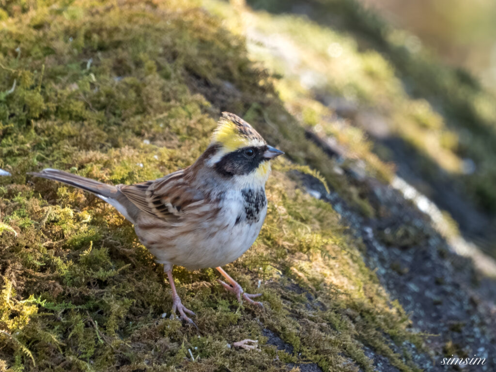 茨城のお山　ミヤマホオジロ