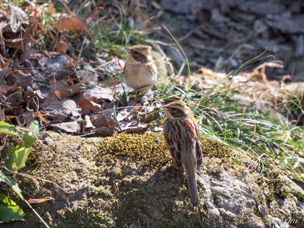 茨城のお山　ミヤマホオジロ